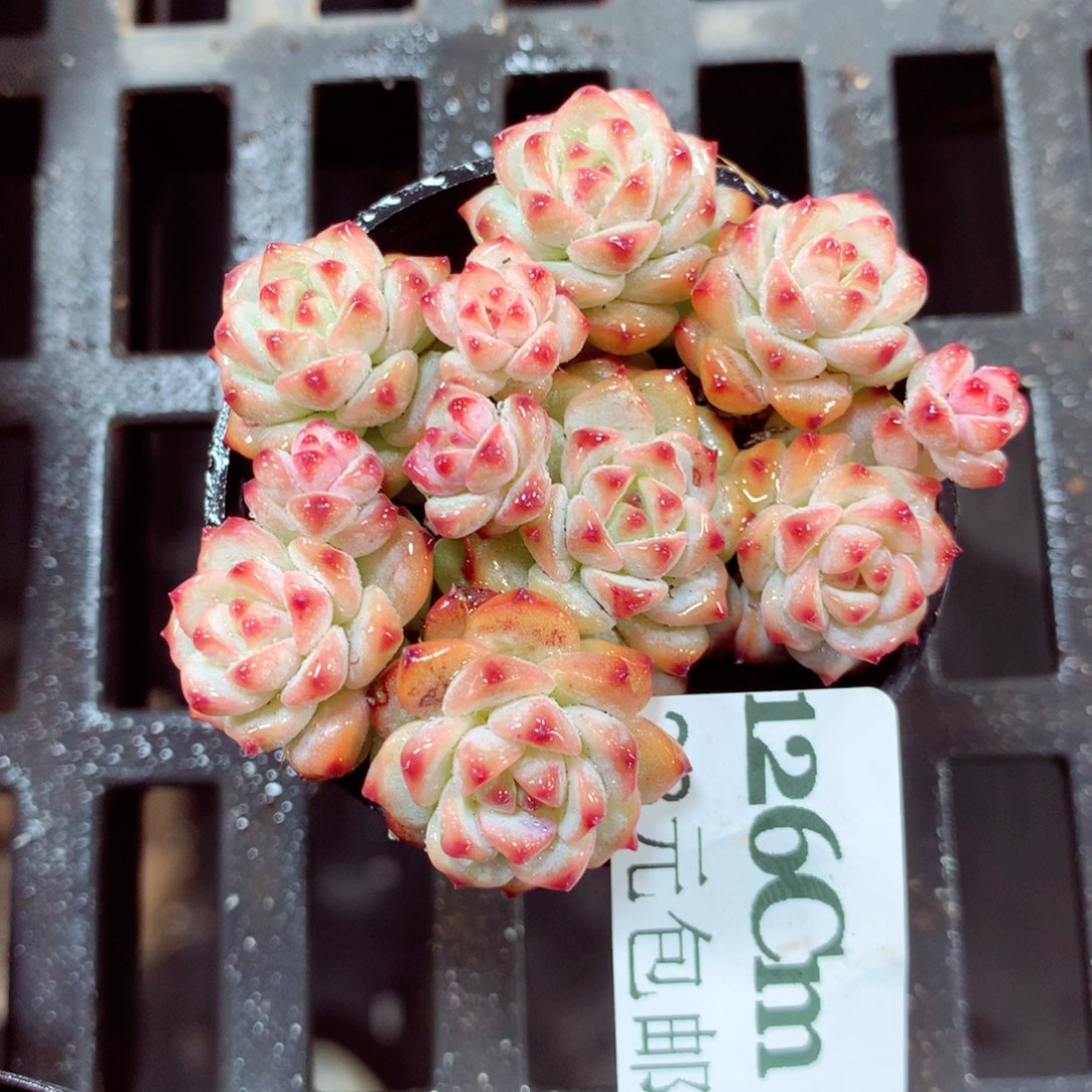 5厘米盆精控多肉126