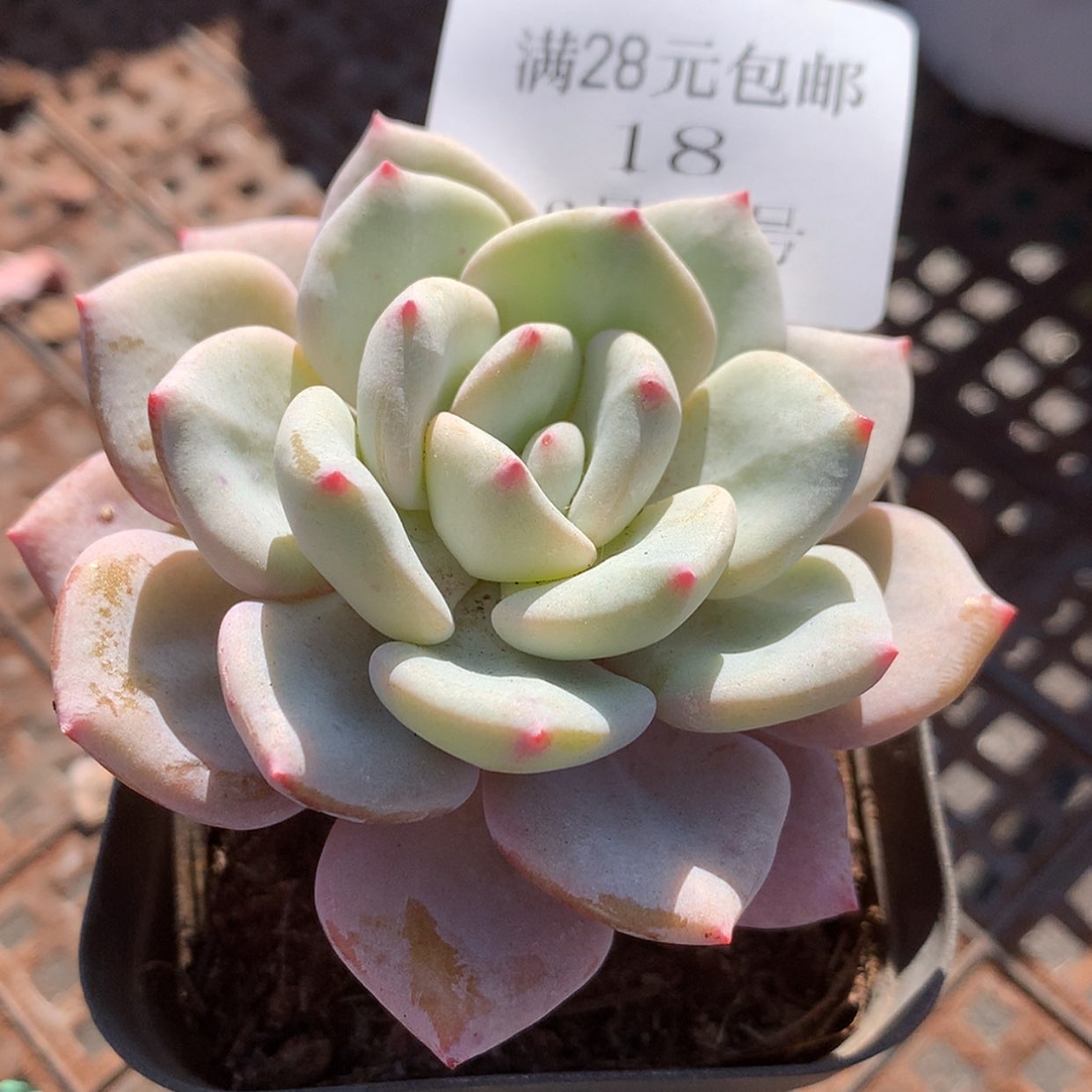 【闪购商品】云18号