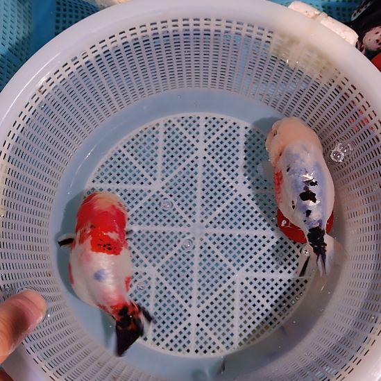 金鱼116兰寿两只特价顺丰包邮