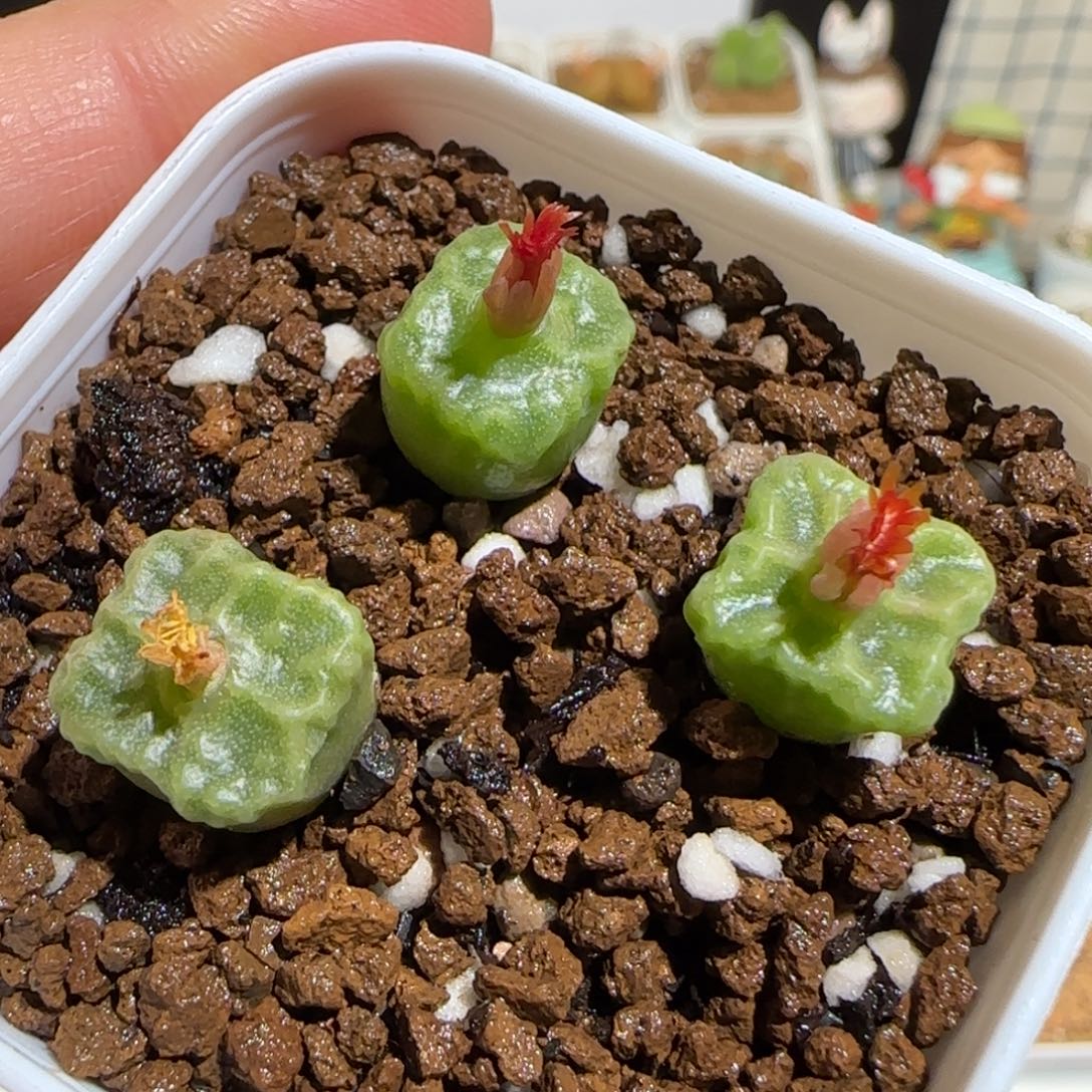 肉锥多肉植物组合-方烧一盆241