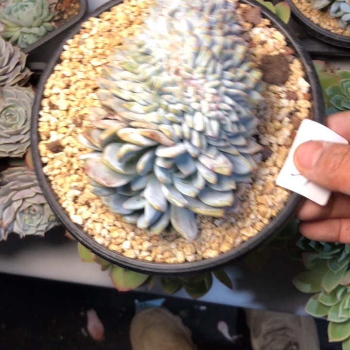 某*妮39//////////////