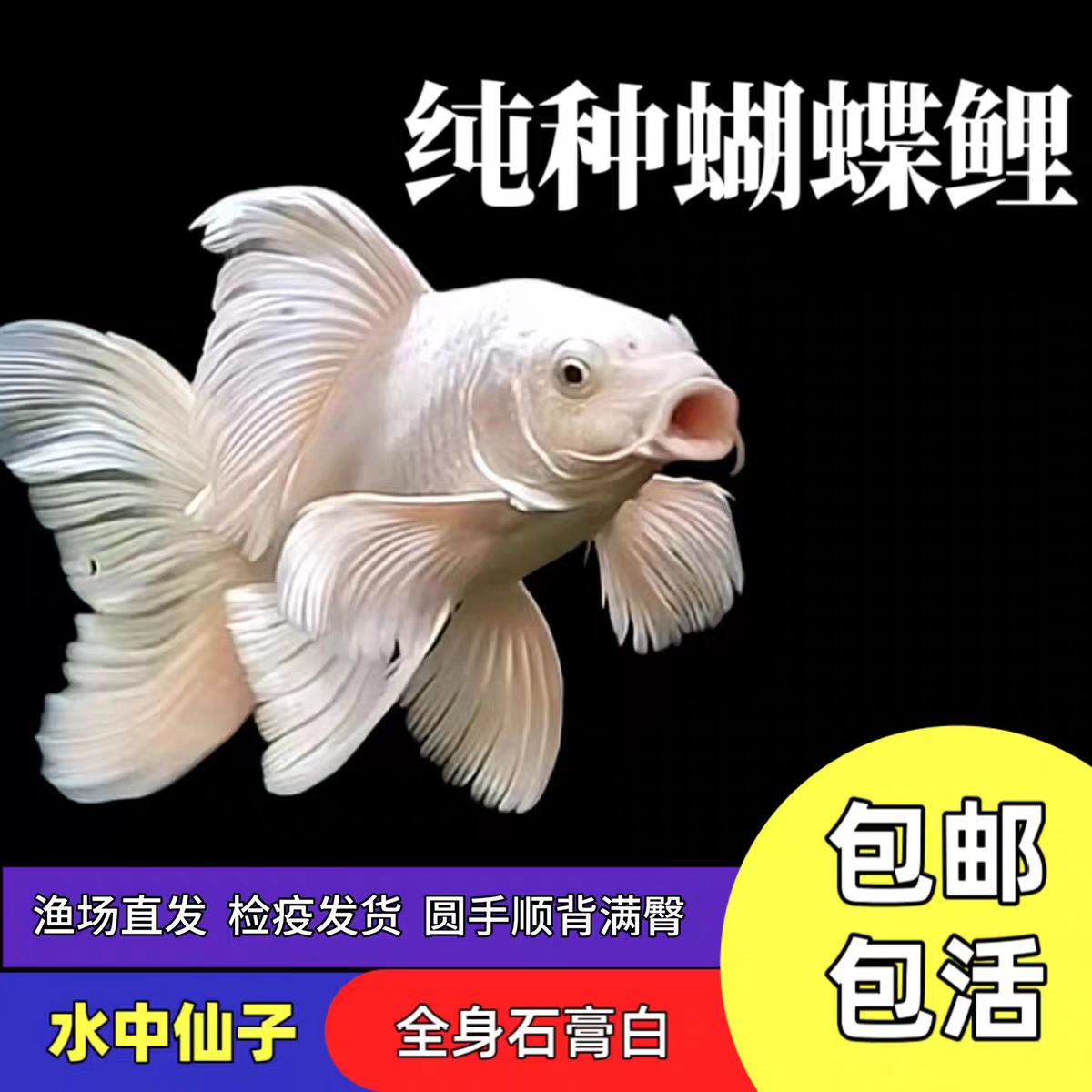 15-20贵妃白普身蝴蝶鲤观赏鱼冷水好养耐活群养赛级渔场直发