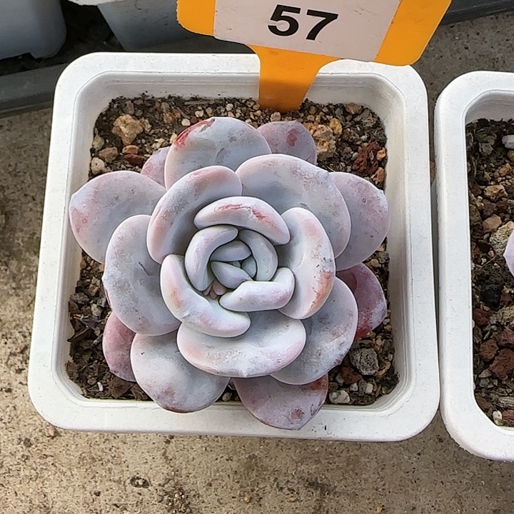 山***痴57 惊鸿仙子多肉植物6-9cm