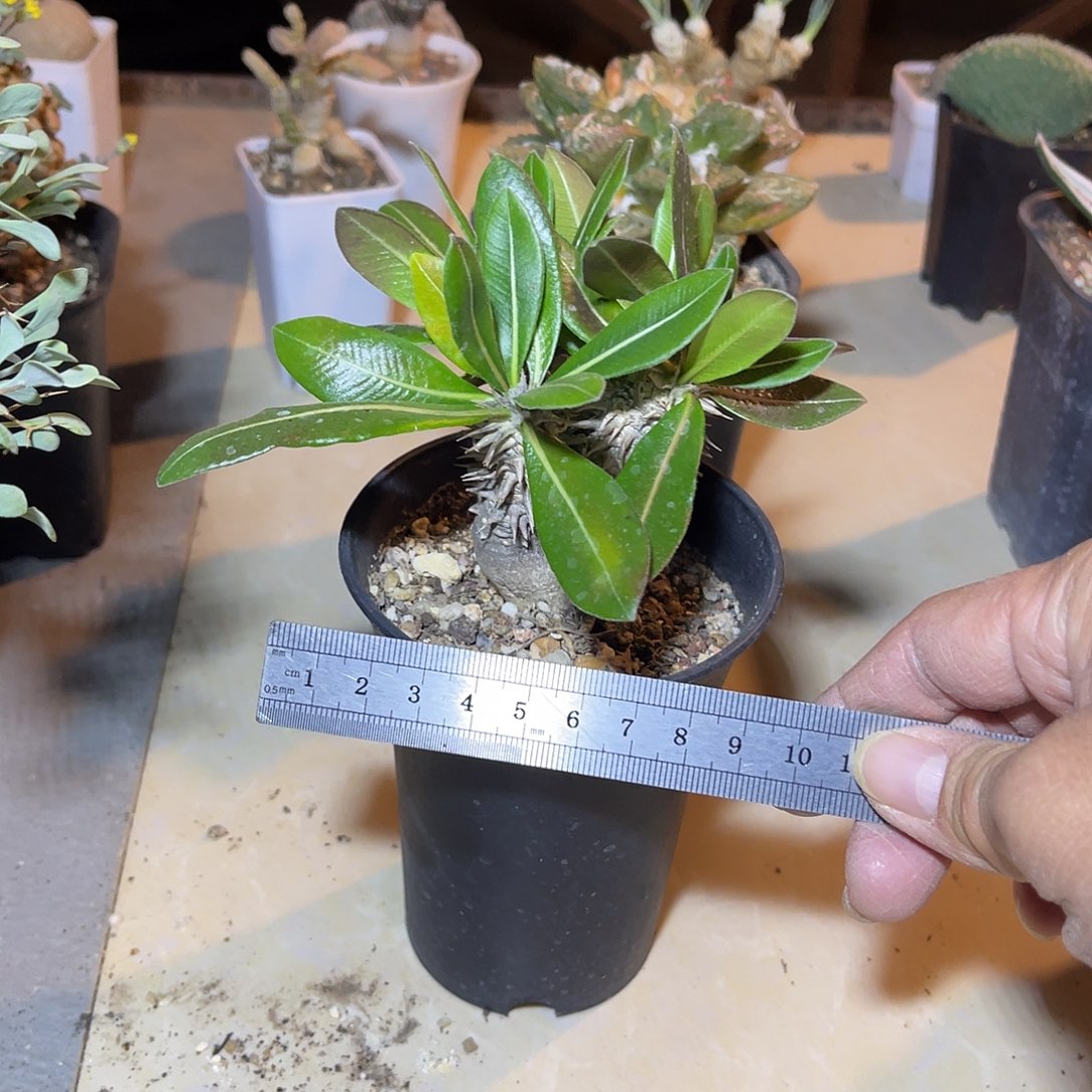 实生惠比大黑一物一拍