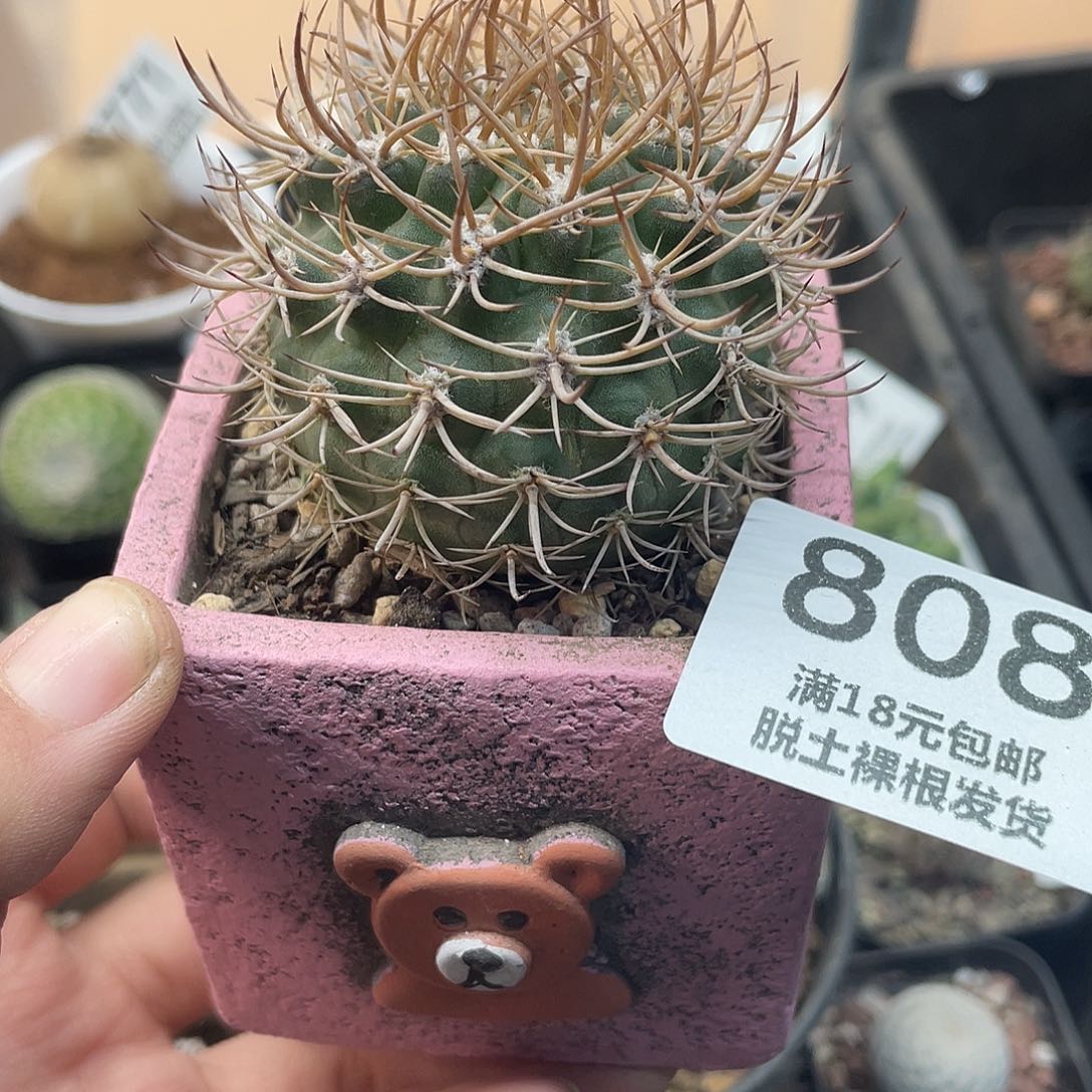 808特价有疤仙人球