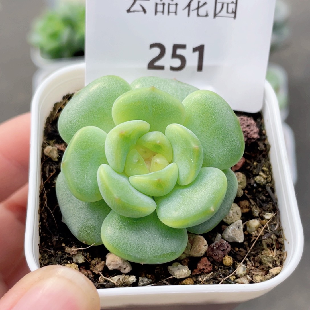 251号糖心冰心珍妮 灵仙