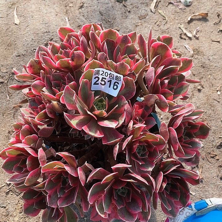 2516 一颗女妖法师