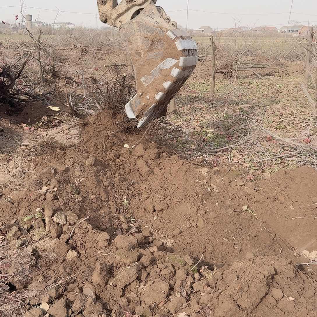 无花朵火罐柿子树老桩陕西产地直发