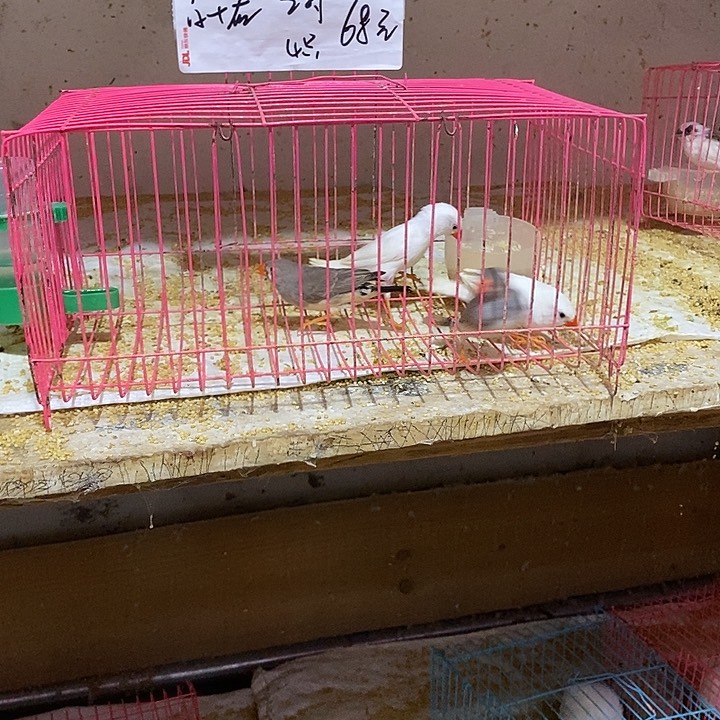 珍珠鸟黄*千珍珠白加灰，包活到家