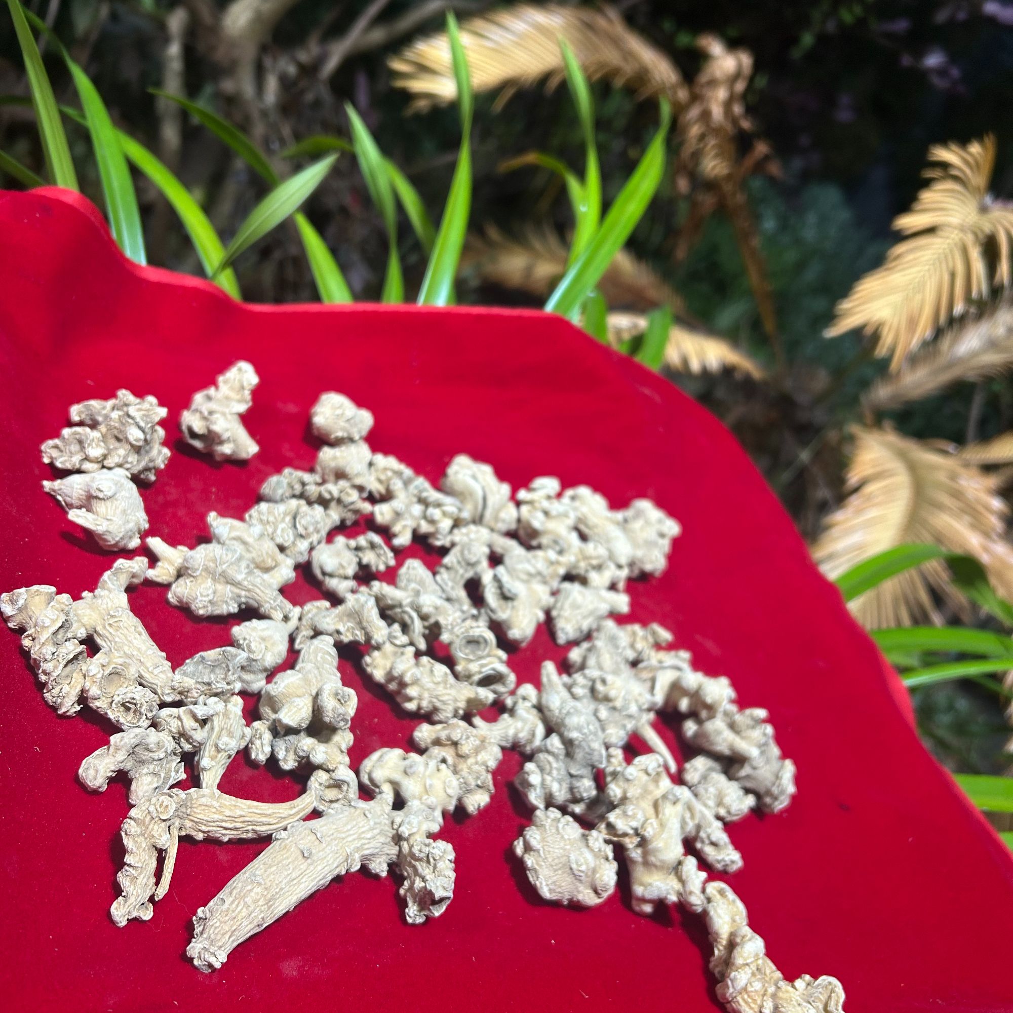 1【天-王-参】净含量100g-1000g【阿徐现收】