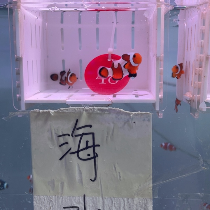 海水鱼精品达芬奇2条3-4