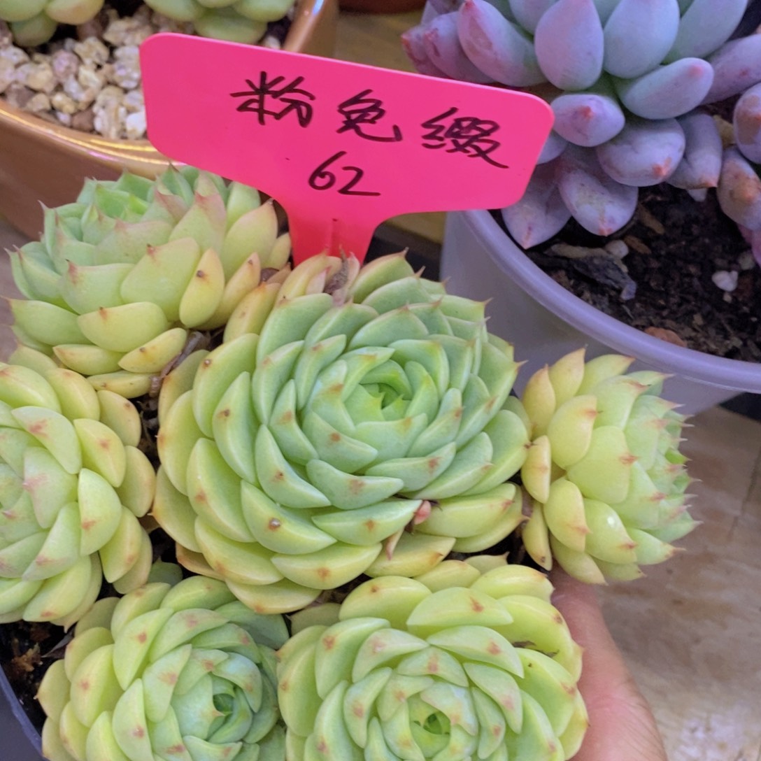 开心多肉，一物一拍，一单包邮