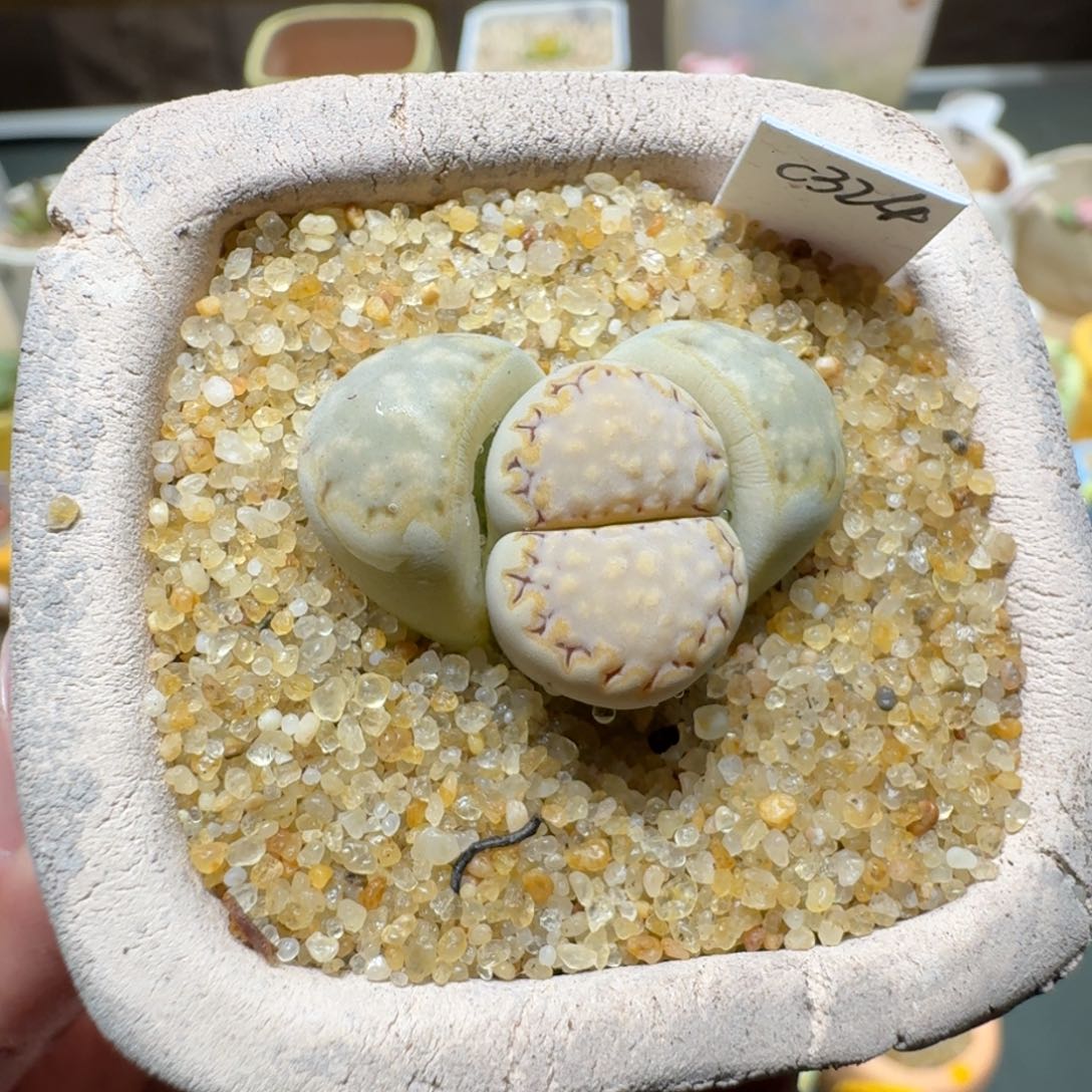 红陶蘑菇304c324饼干