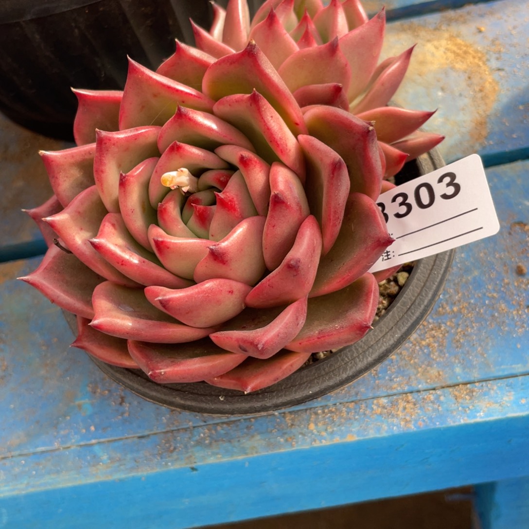 无花朵若茹东云单拍B303