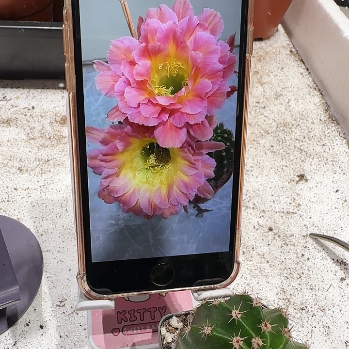 彩草星火5公分左右