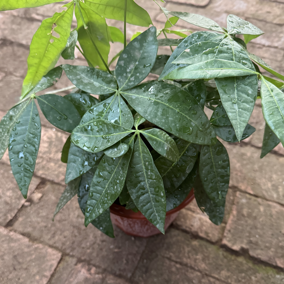 140独杆发财树桌面植物