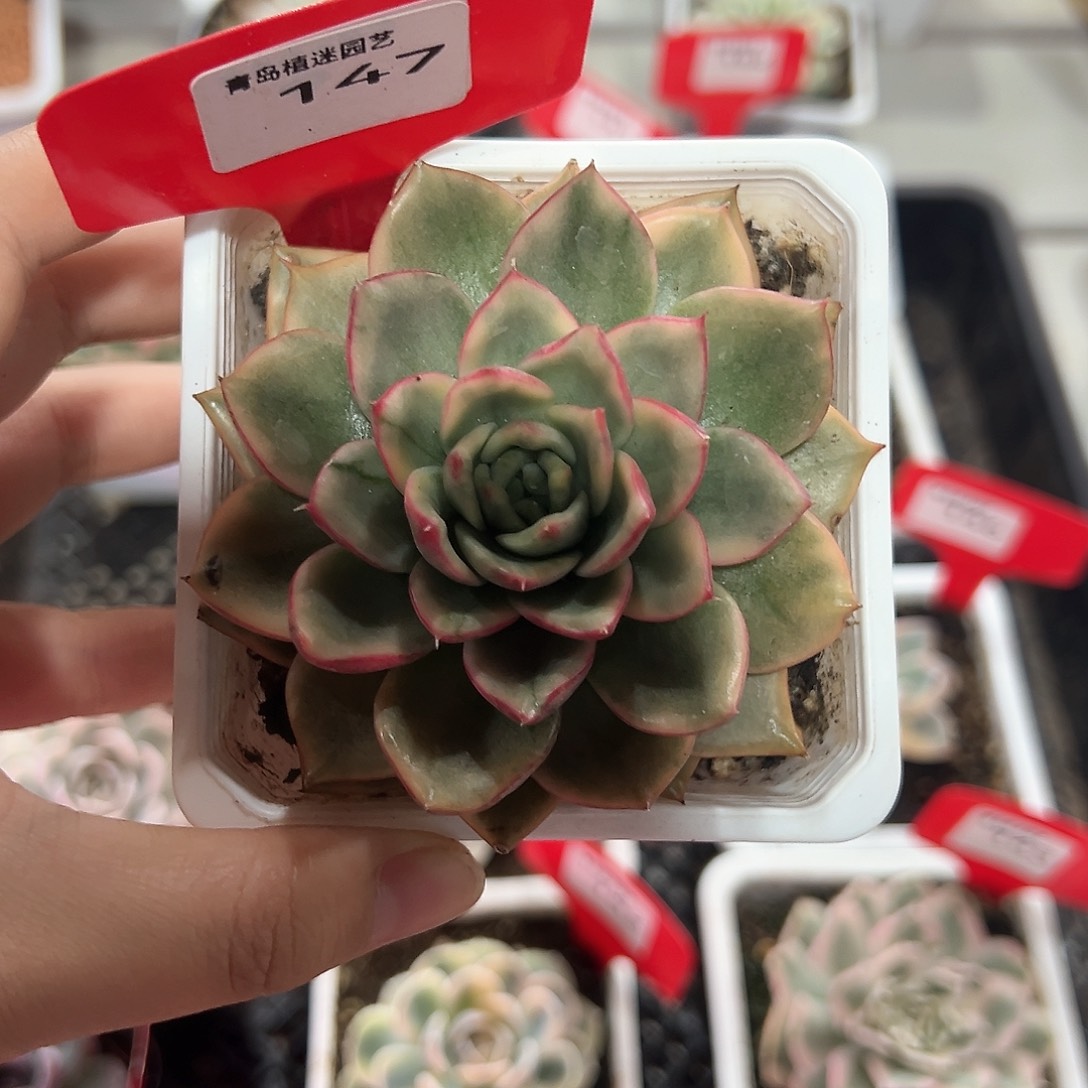 147号蔚蓝锦多肉植物