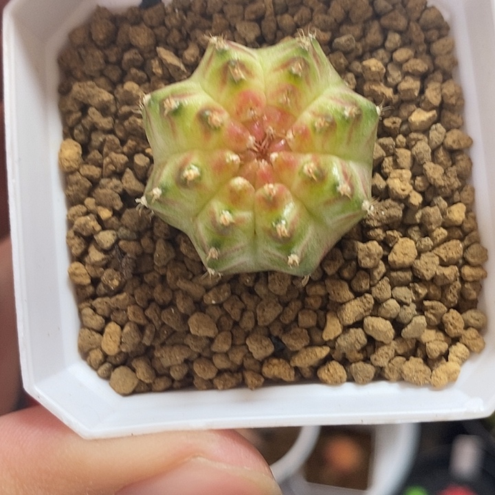 泰系轮回—带盆土发货25