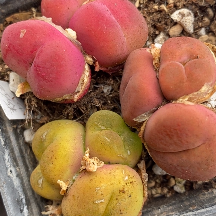 435一组一组一组