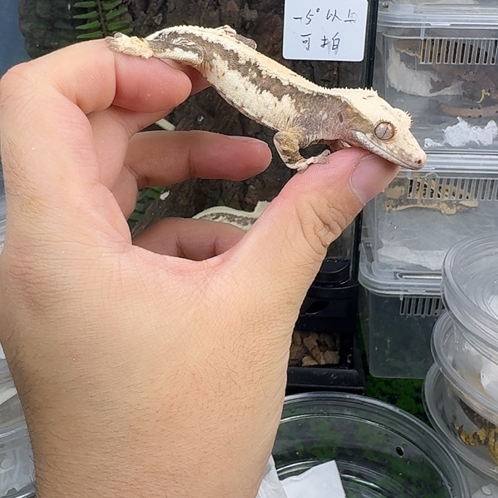 睫角守宫厚奶莉莉白
