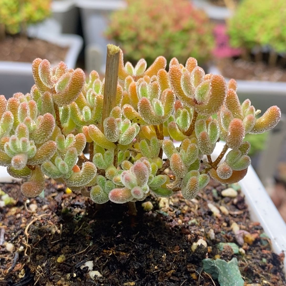 冰晶杂枝干番杏G180