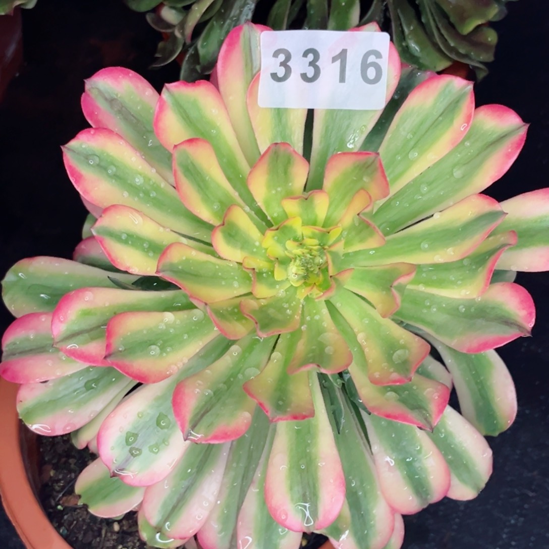 新品粉钻多肉发货