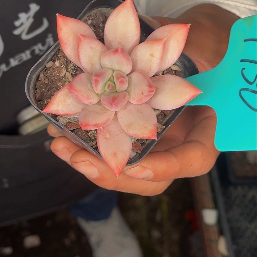 1730号晚上多肉植物群生多肉