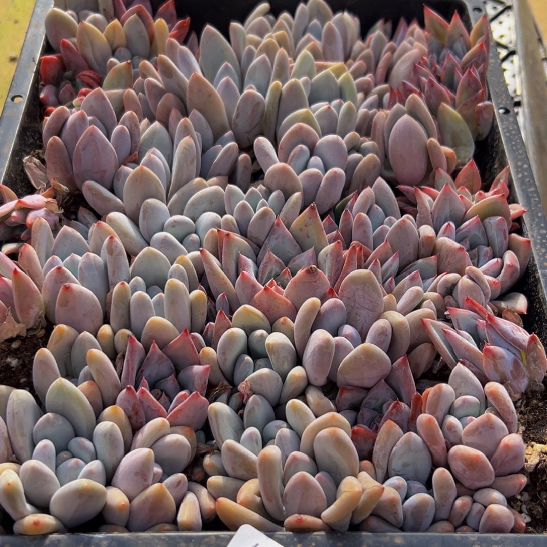 929多肉葡萄的味道是真的很好吃的啊