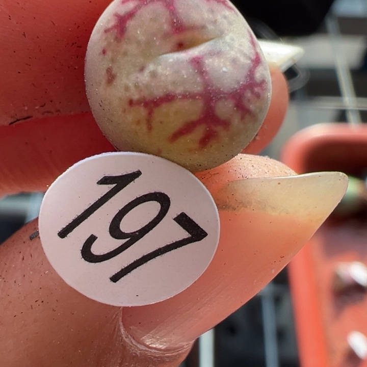 197干这颗多肉有点好看