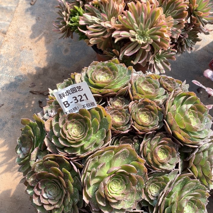 321沙拉碗多肉法师丛林