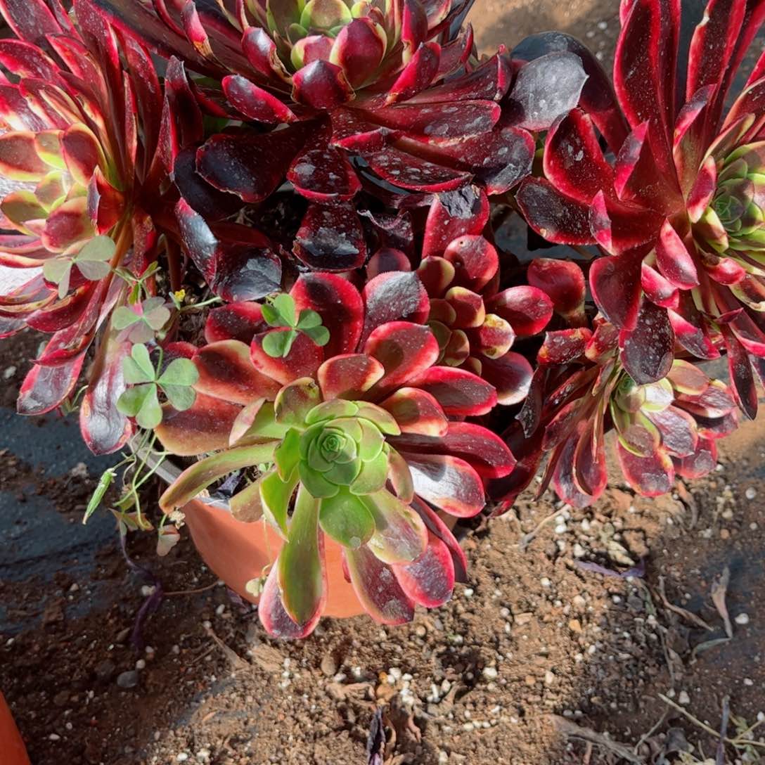 多肉植物701欧嘉莉