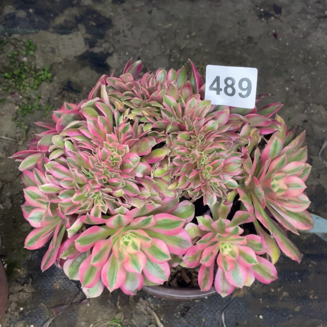 489号肥女巫朵朵醉