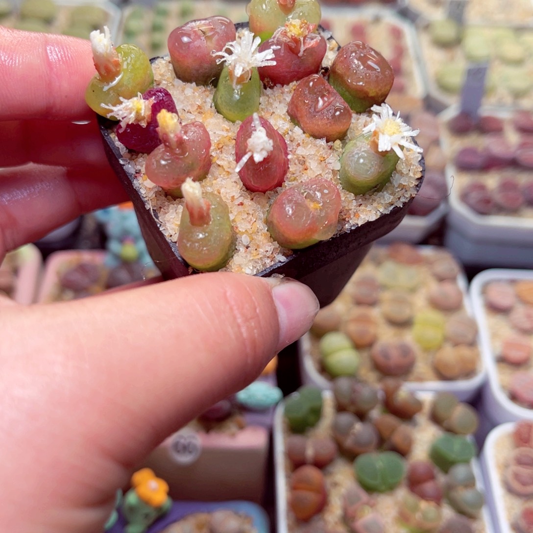 138号带盆包邮发货