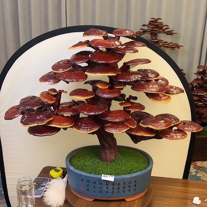 灵芝盆景88888888