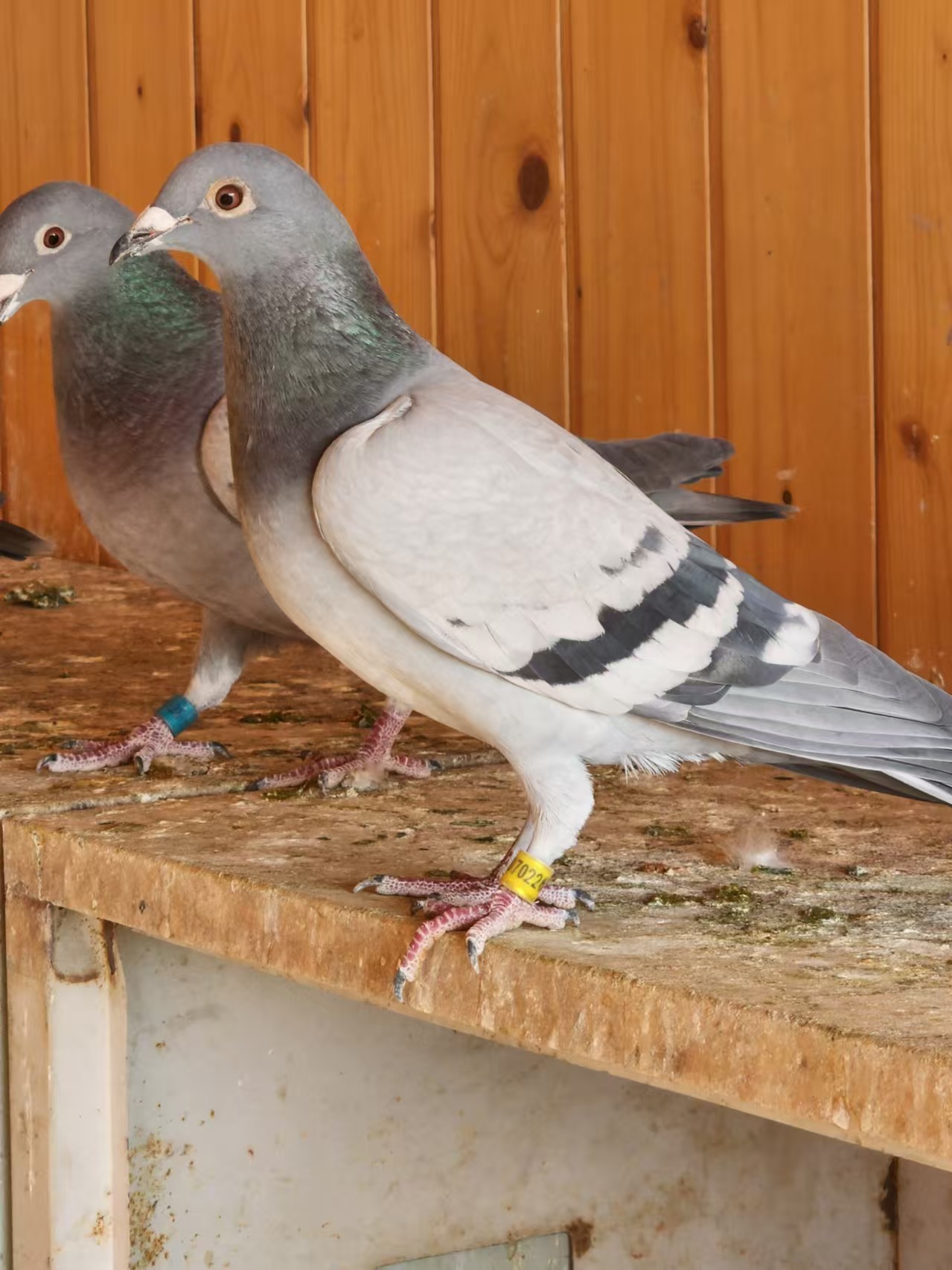 优质信鸽子活一对信鸽赛鸽鸽子小鸽活物幼鸽活体原配种鸽血统