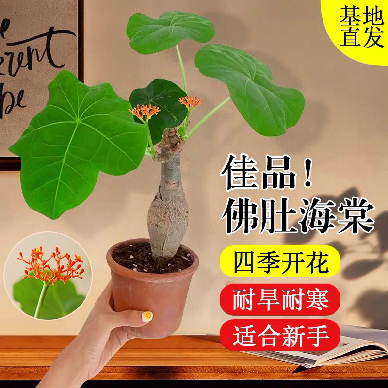 佛肚海棠盆栽易开花多肉根茎类老桩水培办公室植物一物一拍