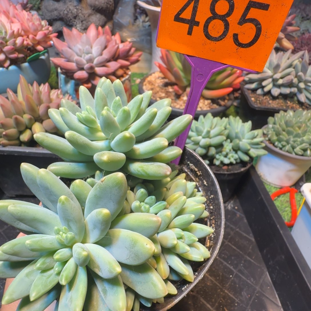 多肉植物一物一拍485