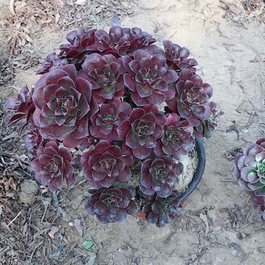 画***心魅金玫瑰法师00000028