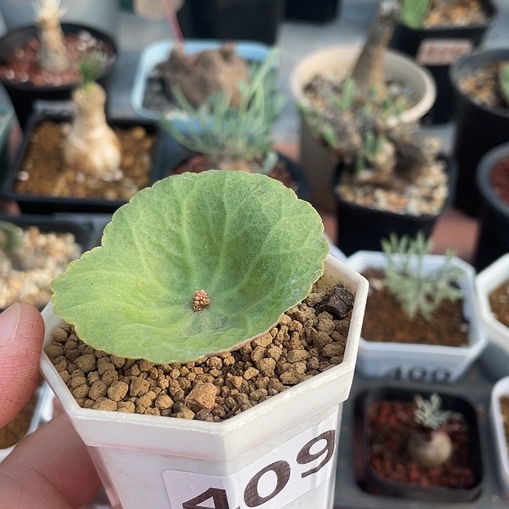 409小雨伞块根植物