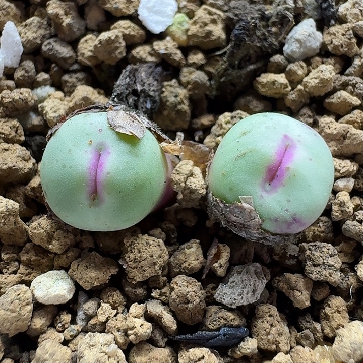 老马生石花p嘴2820