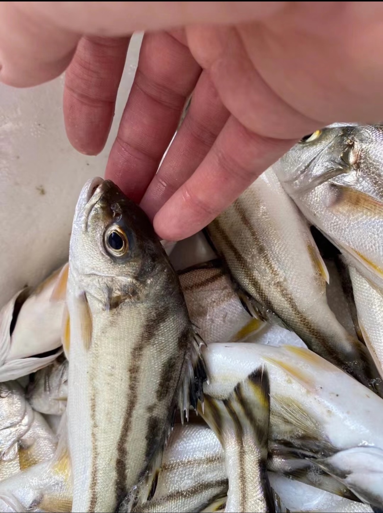 广东汕尾本港野生班猪鱼