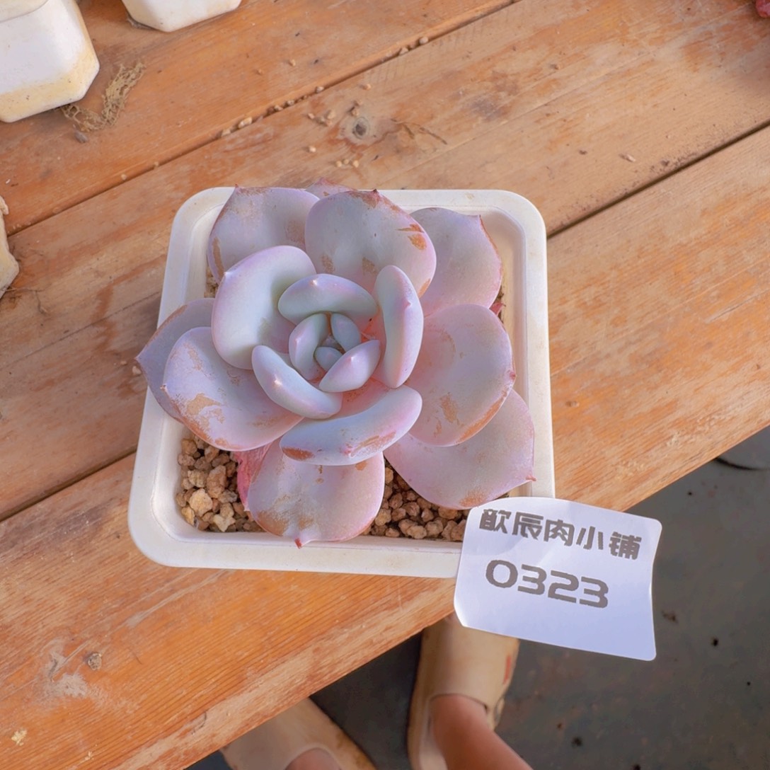 多肉植物奶茶单头0323