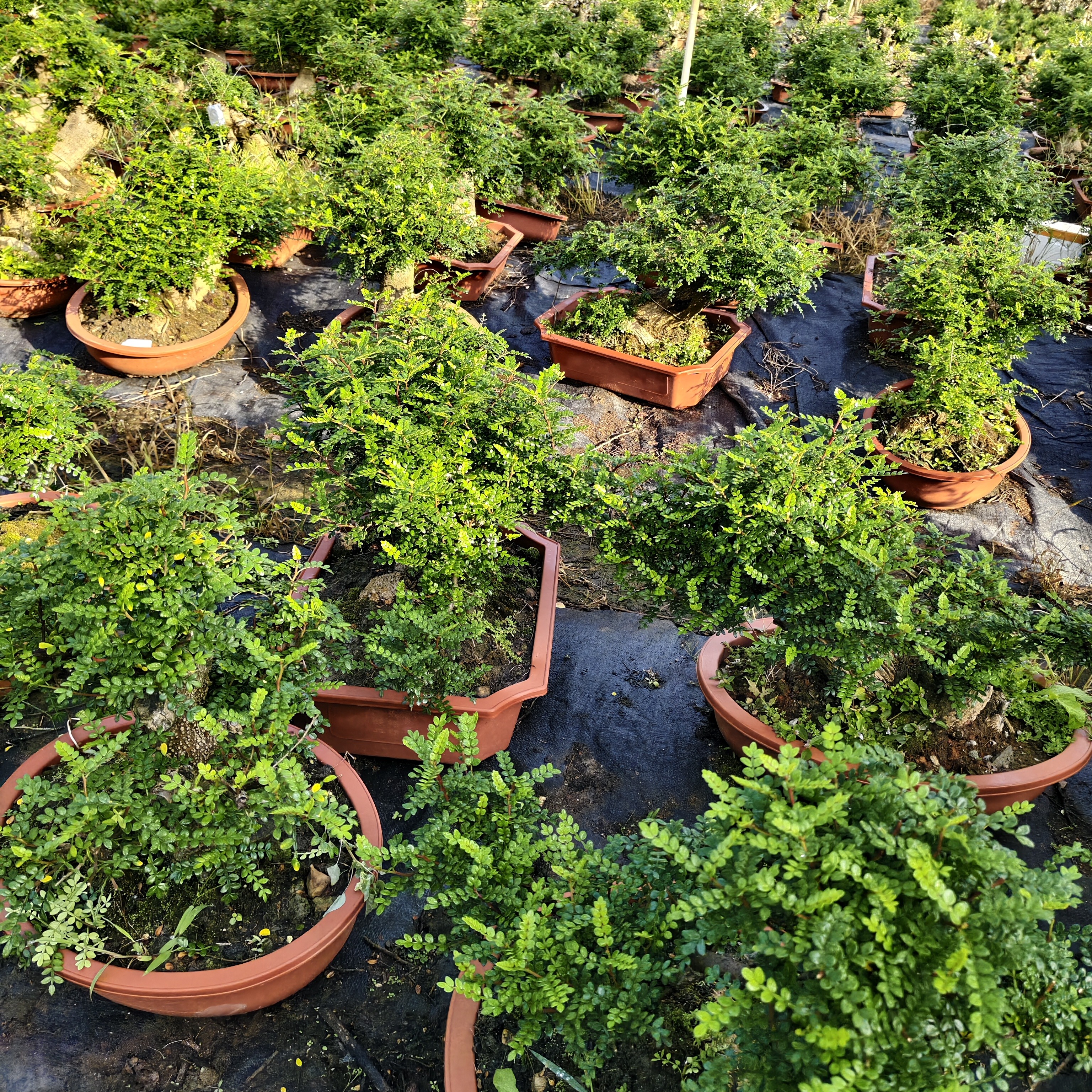 一物一拍盆栽室内好养花卉四季常青可净化空气