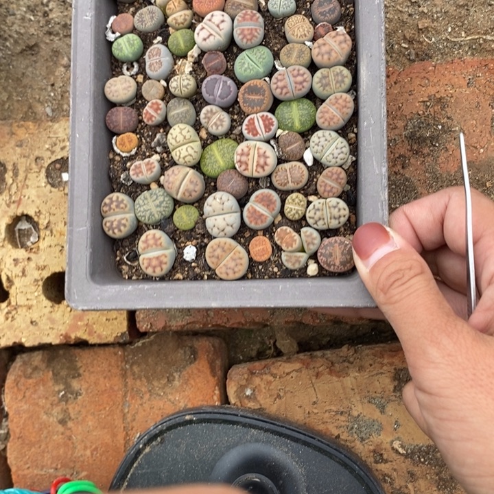 美***排生石花等植物的生长642