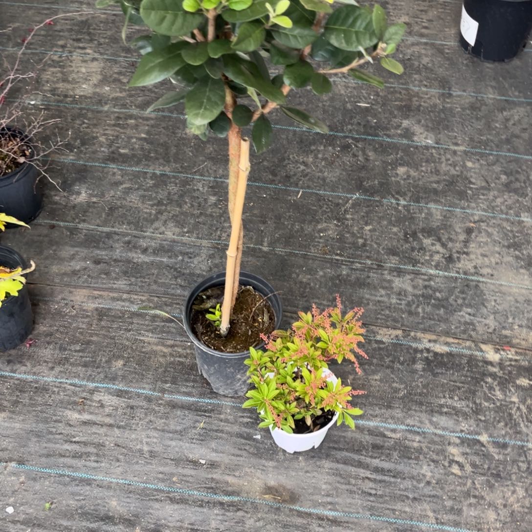 完全开放菲油果和妙龄少女