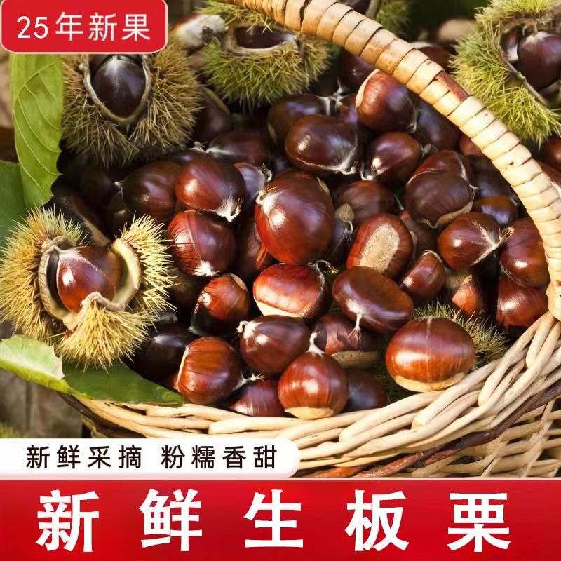 正宗迁西板栗新鲜生栗子大油栗河北燕山板栗京东板栗遵化生板栗
