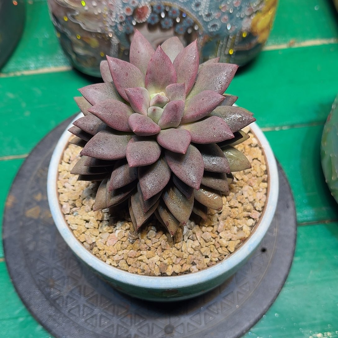 多肉植物多肉植物