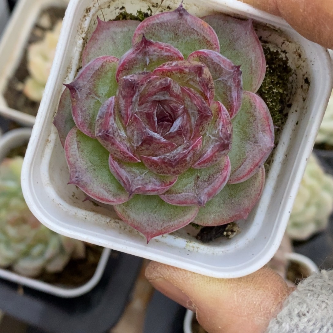 精品肉一物一拍不包整277