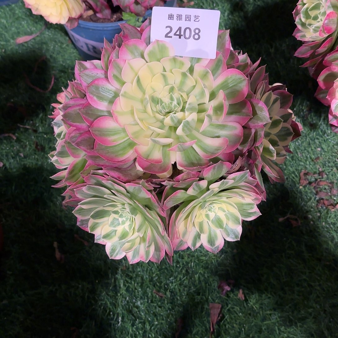 多肉法师海王2408