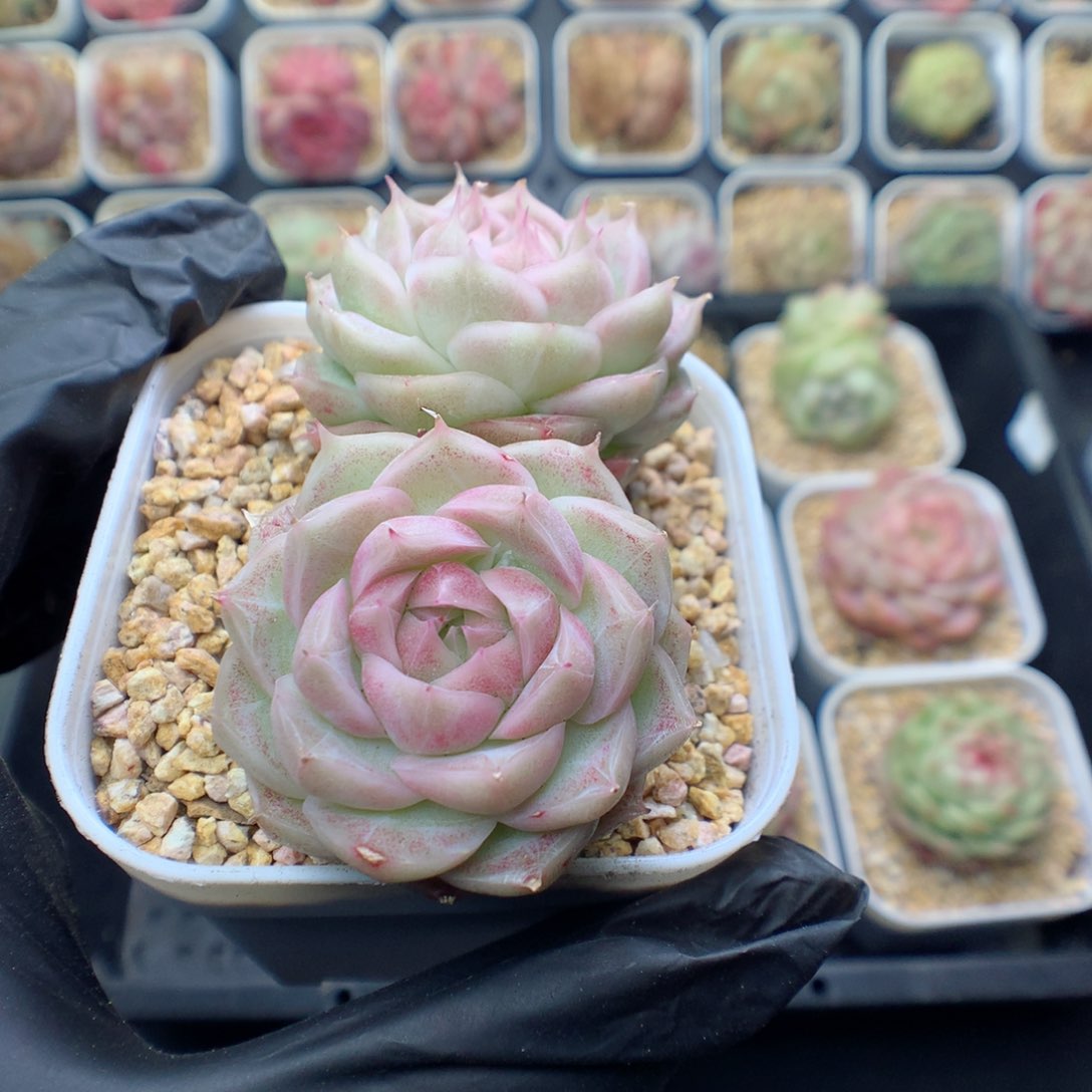 多肉植物。  糖心1